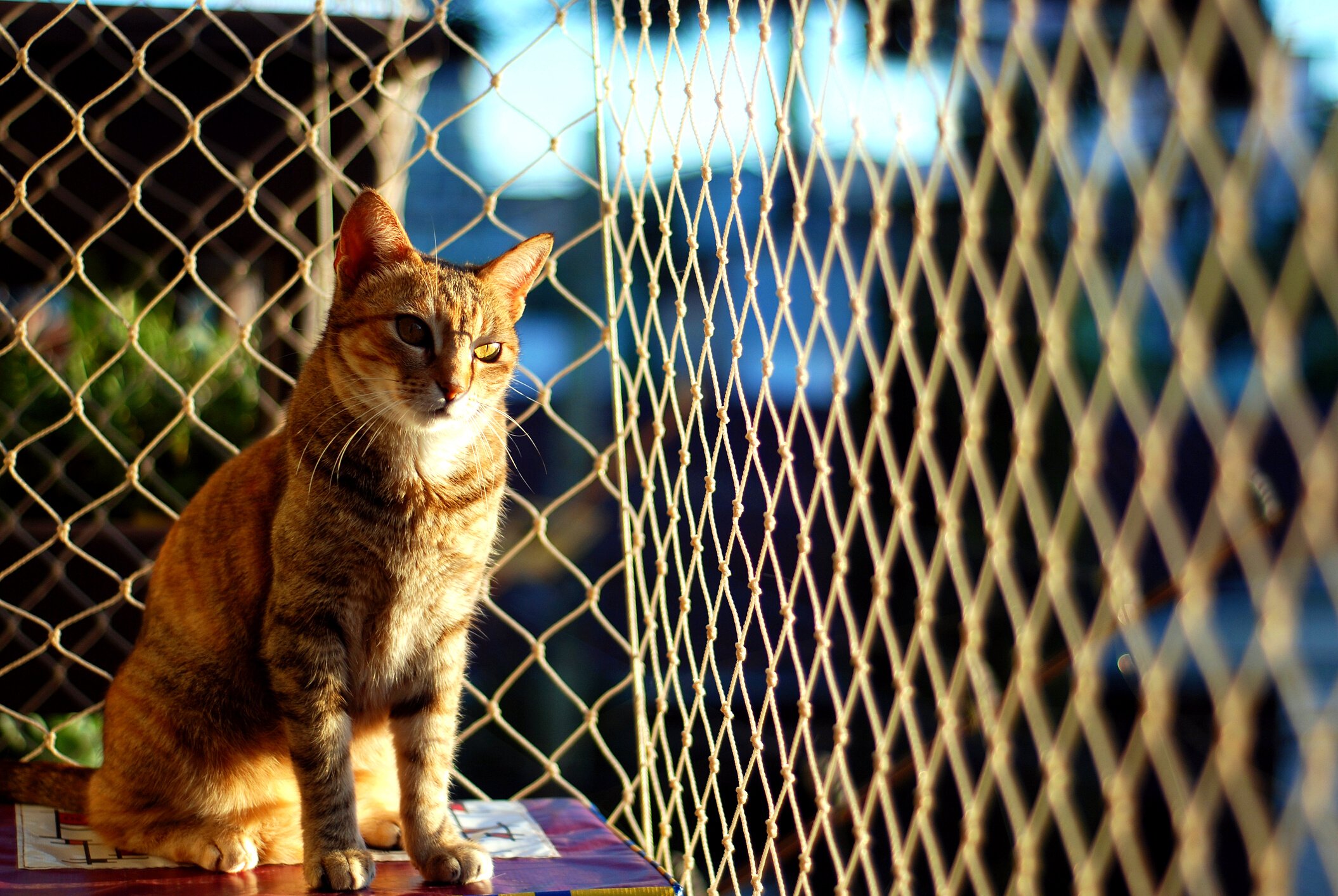 Cat safety net window